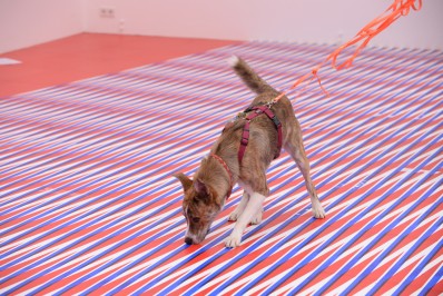 Come out (to show them)